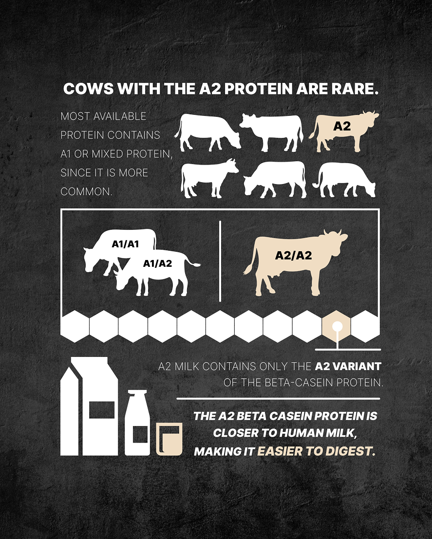 A2 | A2 Whey Protein
